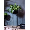Para Bitkisi -  Pilea Ayaklı Saksıda 65 cm